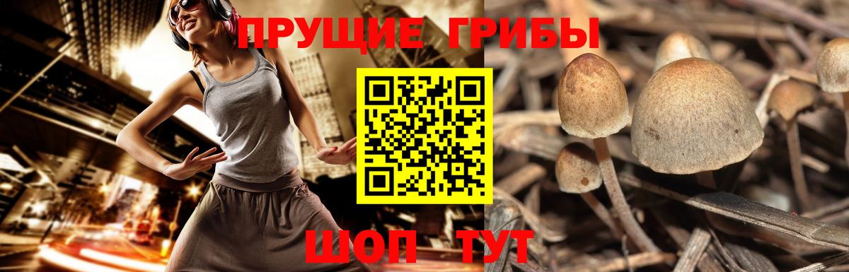Псилоцибиновые грибы мицелий Краснознаменск